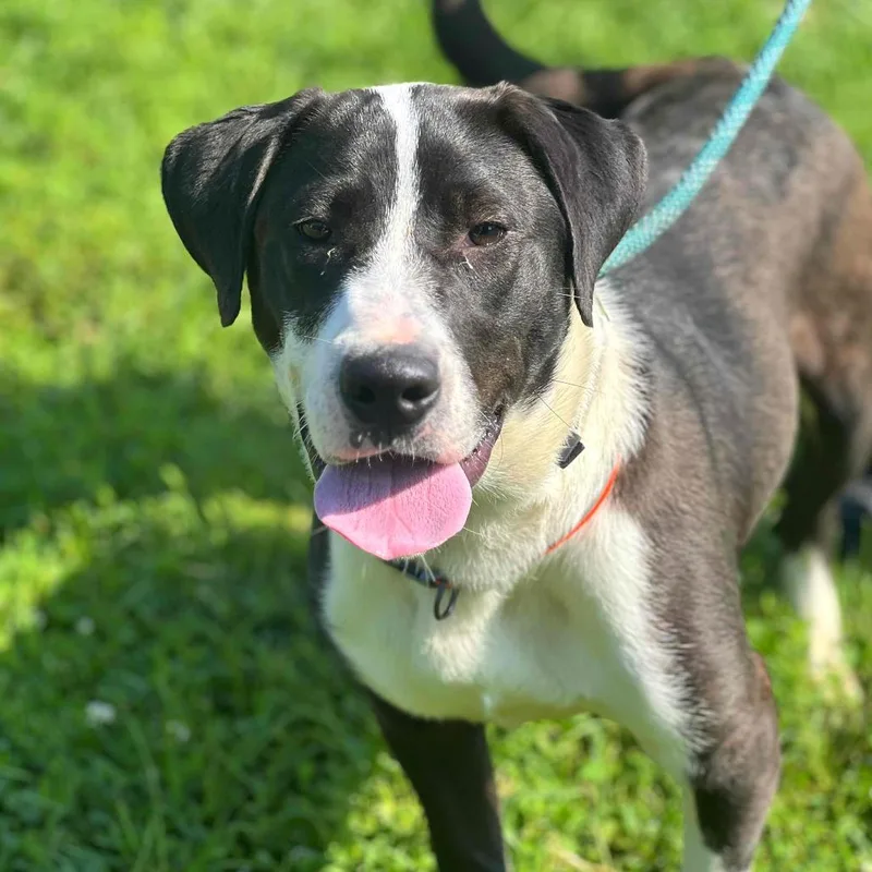 An adult large-sized male Black Mixed Breed dog named Moby for adoption in Huntington, WV