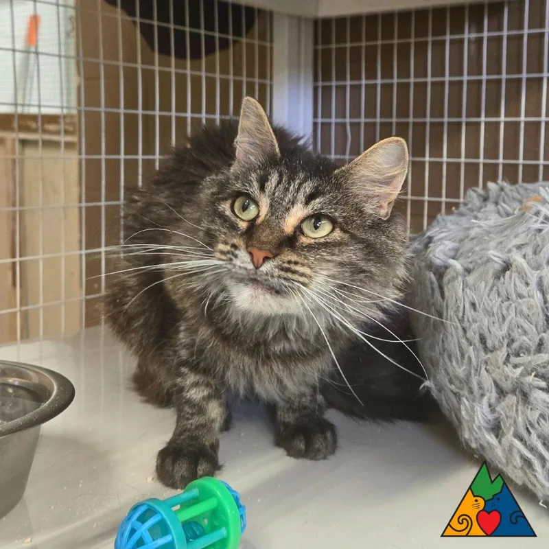 An adult medium-sized female Tabby (Brown / Chocolate) Domestic Long Hair cat named Primrose for adoption in Douglas, WY