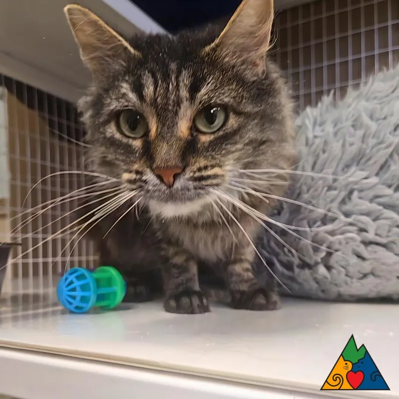 Primrose thumbnail 2