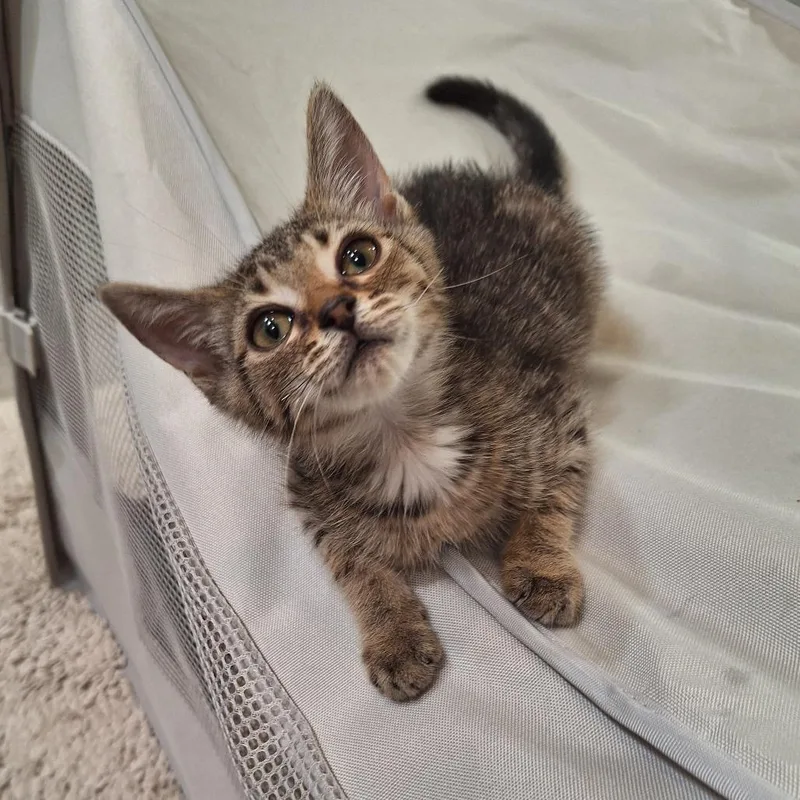 A baby small-sized male Brown / Chocolate Domestic Short Hair cat named Finley for adoption in Fairfax Station, VA