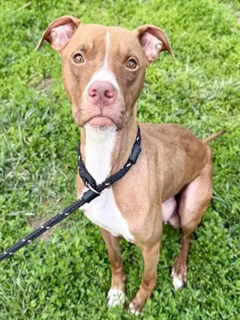 An adult medium-sized female Terrier dog named Pippi for adoption in Olivette, MO