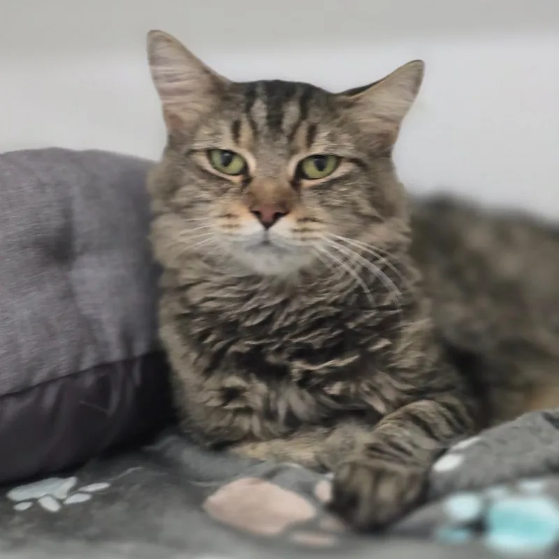 An adult medium-sized female Domestic Medium Hair cat named Marlena for adoption in Elizabeth City, NC
