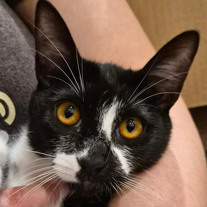 A young large-sized female Black & White / Tuxedo Domestic Short Hair cat named Barsky for adoption in Santa Ana, CA