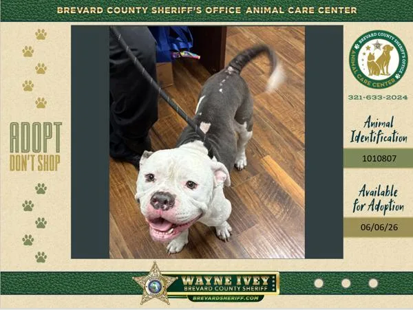 An adult large-sized male Mixed Breed dog named Captain for adoption in Melbourne, FL