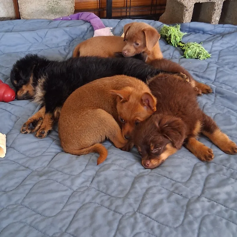 A baby small-sized male Red / Chestnut / Orange Chihuahua dog named Popcorn for adoption in Fairmont, MN