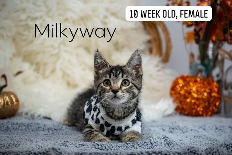 A baby medium-sized female Domestic Short Hair cat named Milkyway for adoption in Sevierville, TN
