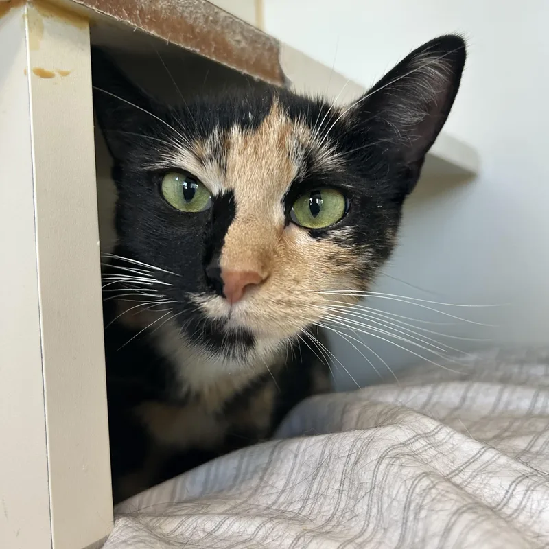 An adult medium-sized female Calico Domestic Short Hair cat named Bikini for adoption in Mokena, IL