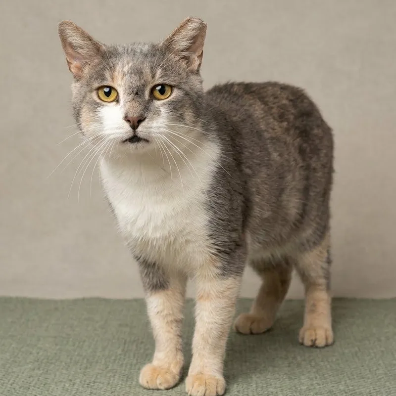 An adult medium-sized male Gray & White Domestic Short Hair cat named Zephyr for adoption in Montclair, NJ