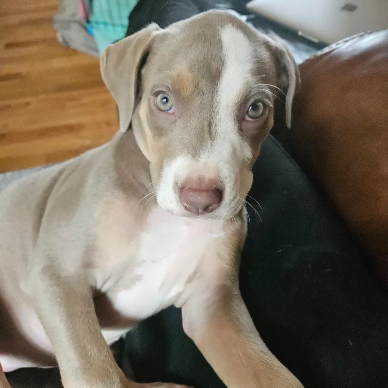 A baby small-sized female Yellow / Tan / Blond / Fawn Mixed Breed dog named Peonie for adoption in Owosso, MI