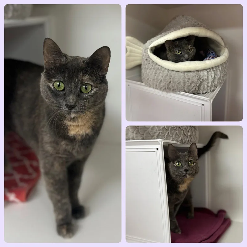 An adult small-sized female Domestic Short Hair cat named Noah for adoption in Whitehall, PA