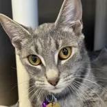 An adult medium-sized female Gray & White Domestic Short Hair cat named Sparkles for adoption in Lansing, MI