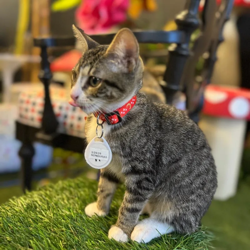 A baby small-sized female Brown / Chocolate Domestic Short Hair cat named Fiera for adoption in Austin, TX