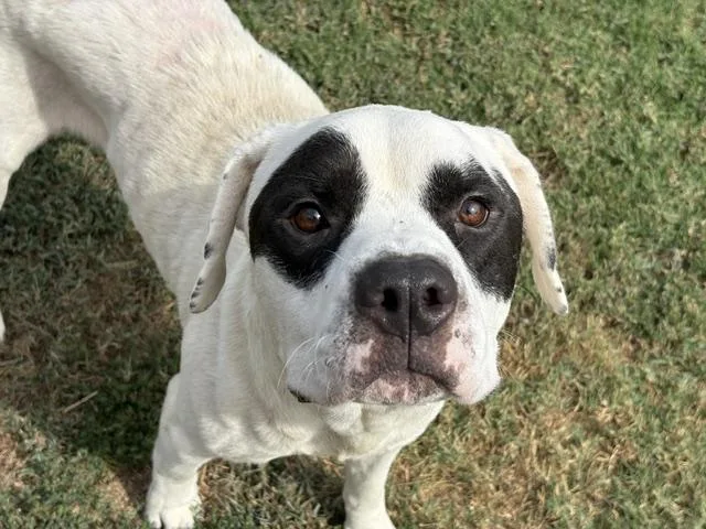 An adult large-sized male Pit Bull Terrier dog named Racoon for adoption in Tulsa, OK