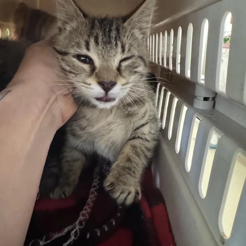 A baby small-sized female Brown / Chocolate Domestic Short Hair cat named Snap for adoption in Windsor, VA