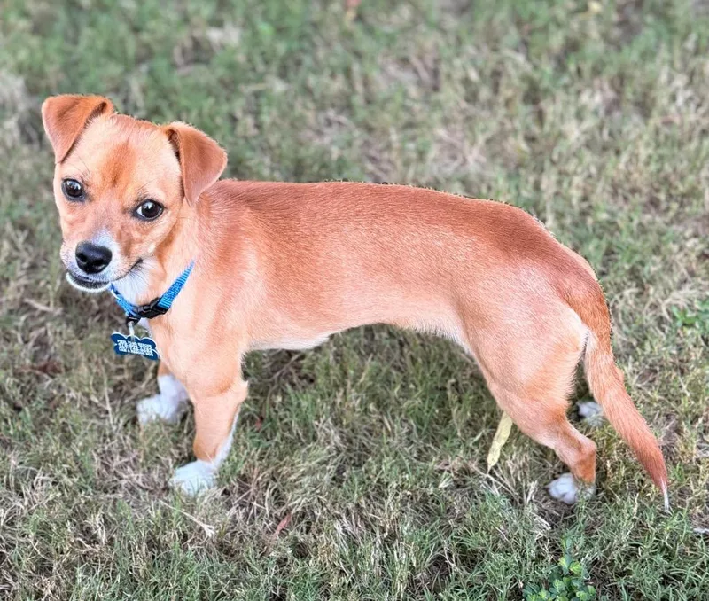 A young small-sized male Chihuahua dog named Lenny G for adoption in Gorham, ME