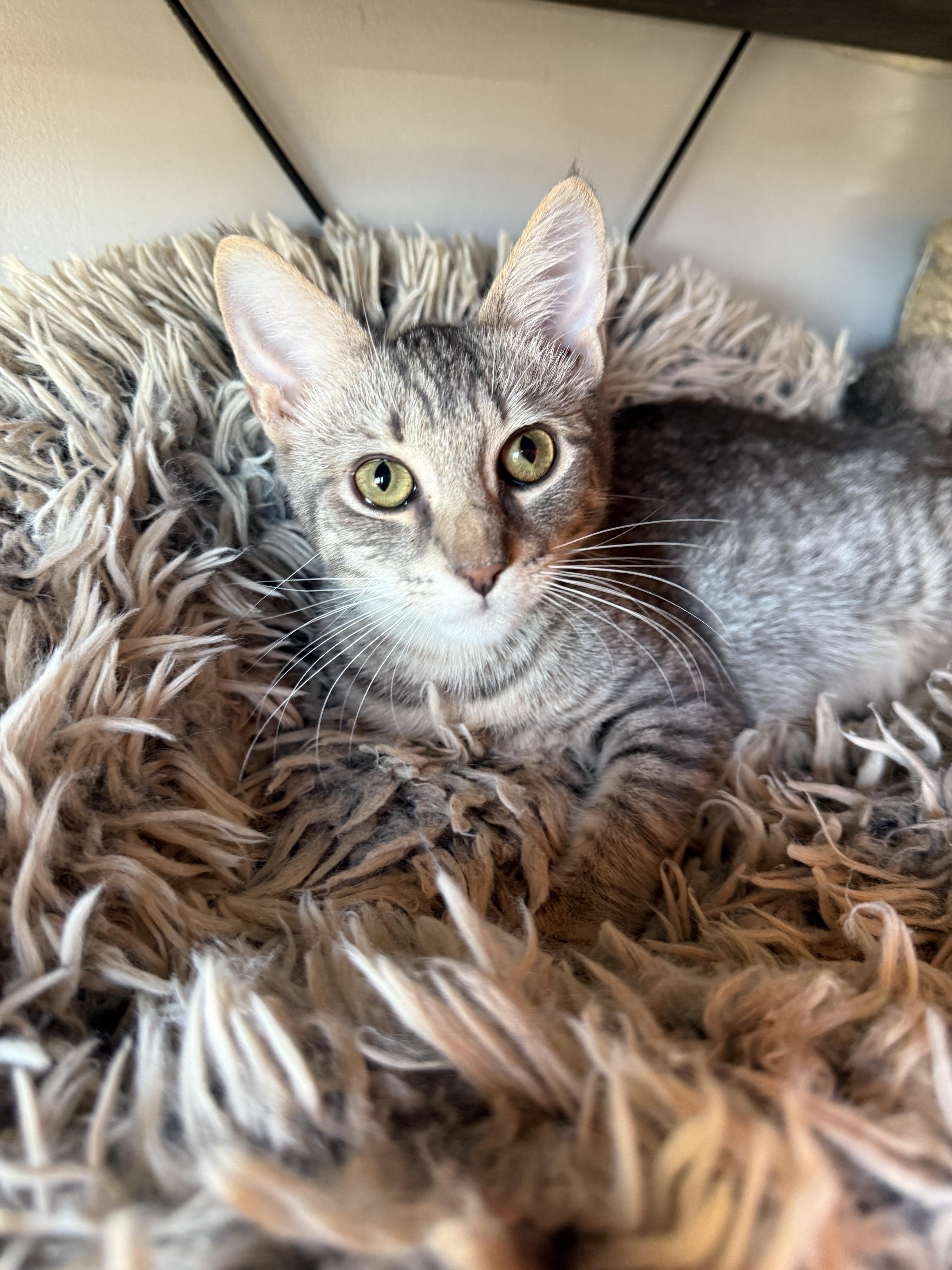 A baby medium-sized male Tabby (Gray / Blue / Silver) Domestic Short Hair cat named Rivington for adoption in Brooklyn, NY