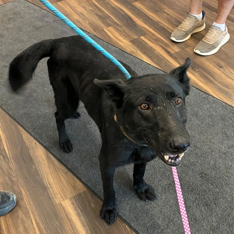 An adult medium-sized female Black Mixed Breed dog named Zola for adoption in Jeffersonville, IN