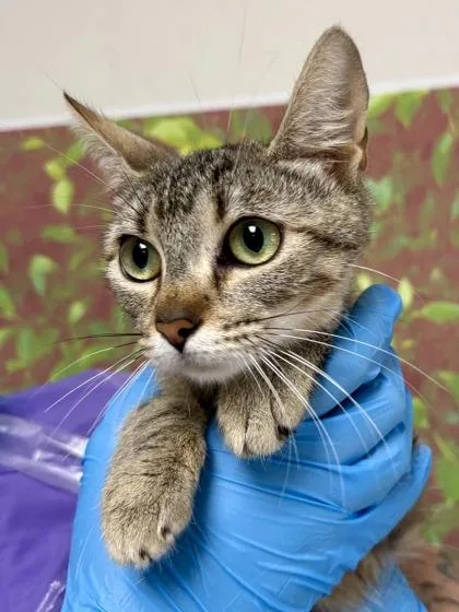 An adult medium-sized female Domestic Short Hair cat named Boerne for adoption in San Antonio, TX
