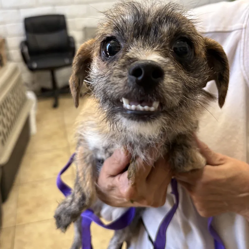A young small-sized male Brindle Border Terrier dog named Toby for adoption in El Segundo, CA