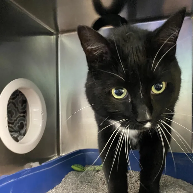 An adult extra large-sized male Black Domestic Short Hair cat named Scar for adoption in Grand Rapids, MI