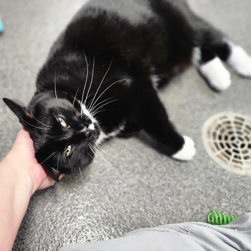 Scar thumbnail 6