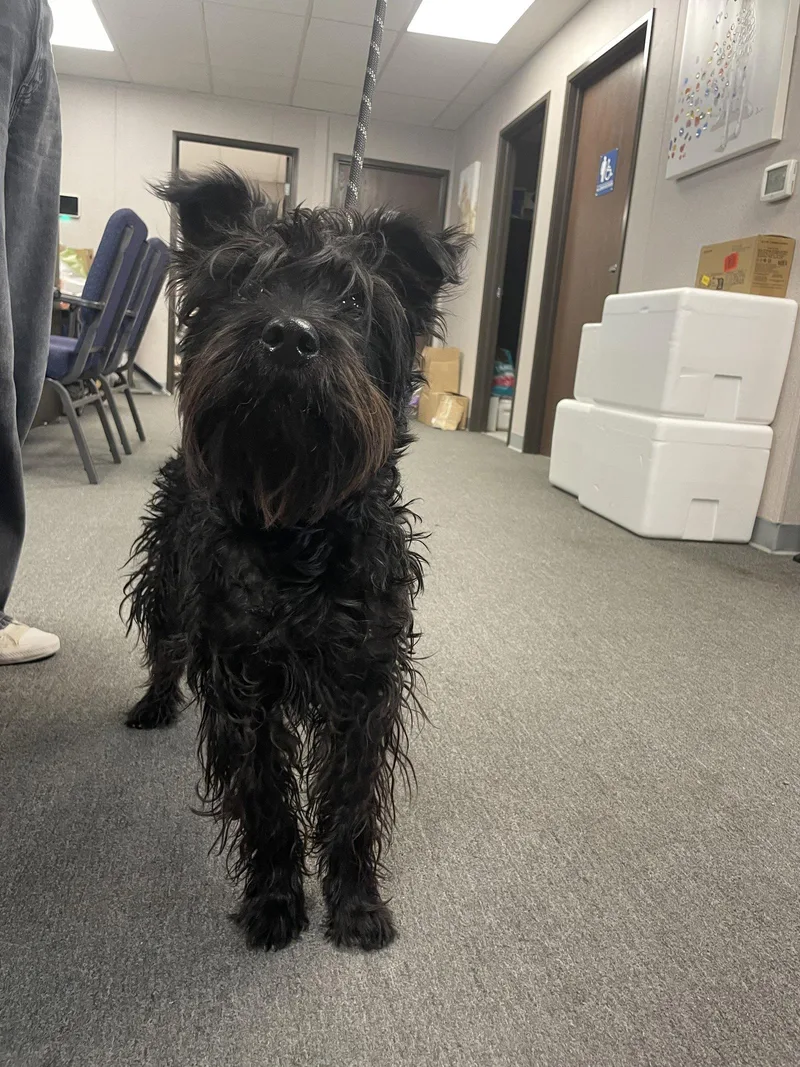 A baby medium-sized male Schnauzer dog named Chico for adoption in El Centro, CA