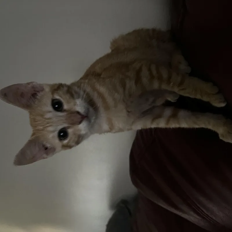 A baby medium-sized male Tabby (Orange / Red) Domestic Short Hair cat named Poppy for adoption in Houston, TX