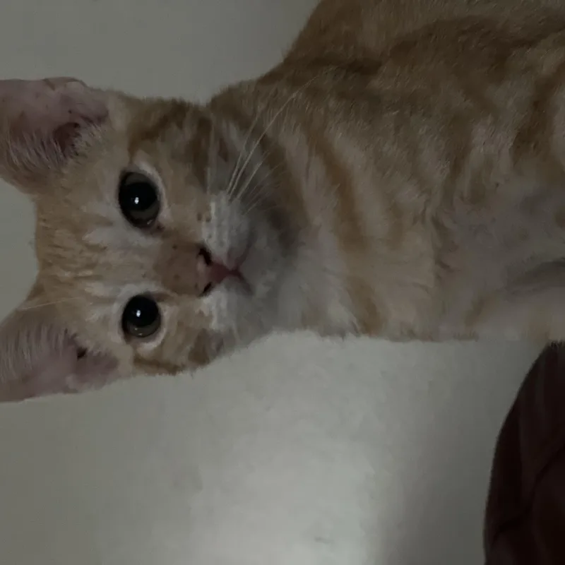 Poppy thumbnail 3