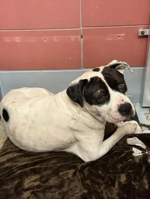 An adult large-sized male Staffordshire Bull Terrier dog named Duke for adoption in Houston, TX