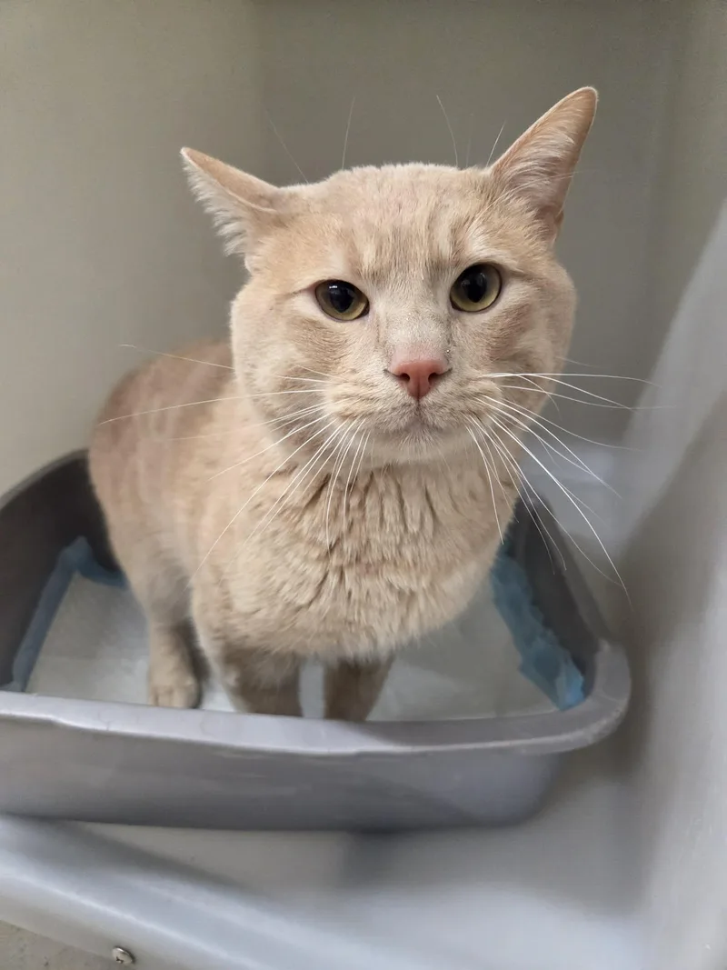 Simba