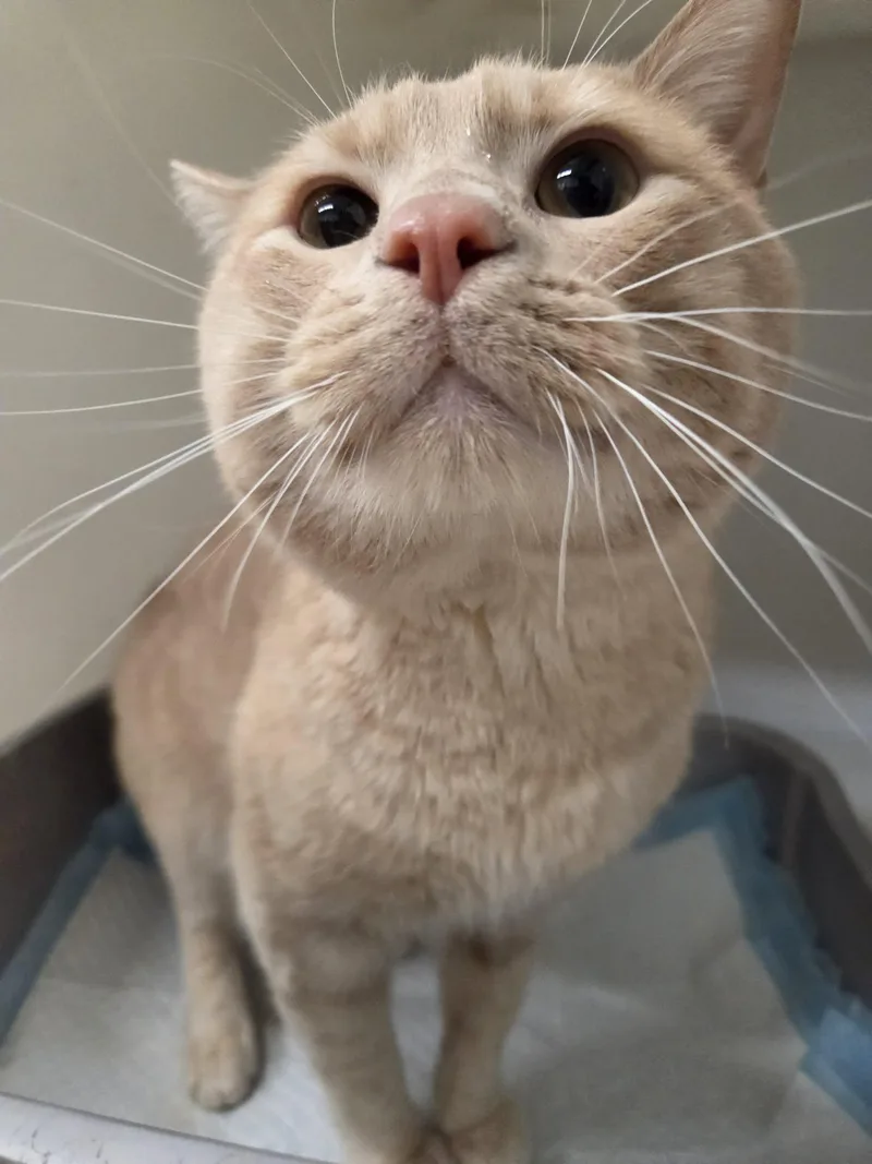 Simba thumbnail 2