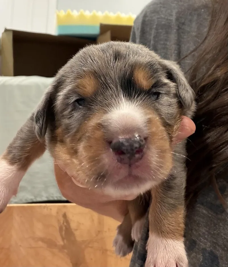 Bluey Litter  Bluey