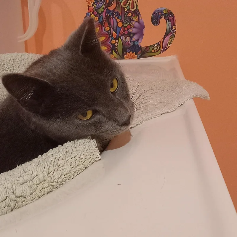 A young medium-sized male Gray / Blue / Silver Domestic Short Hair cat named Spartacus for adoption in Grifton, NC