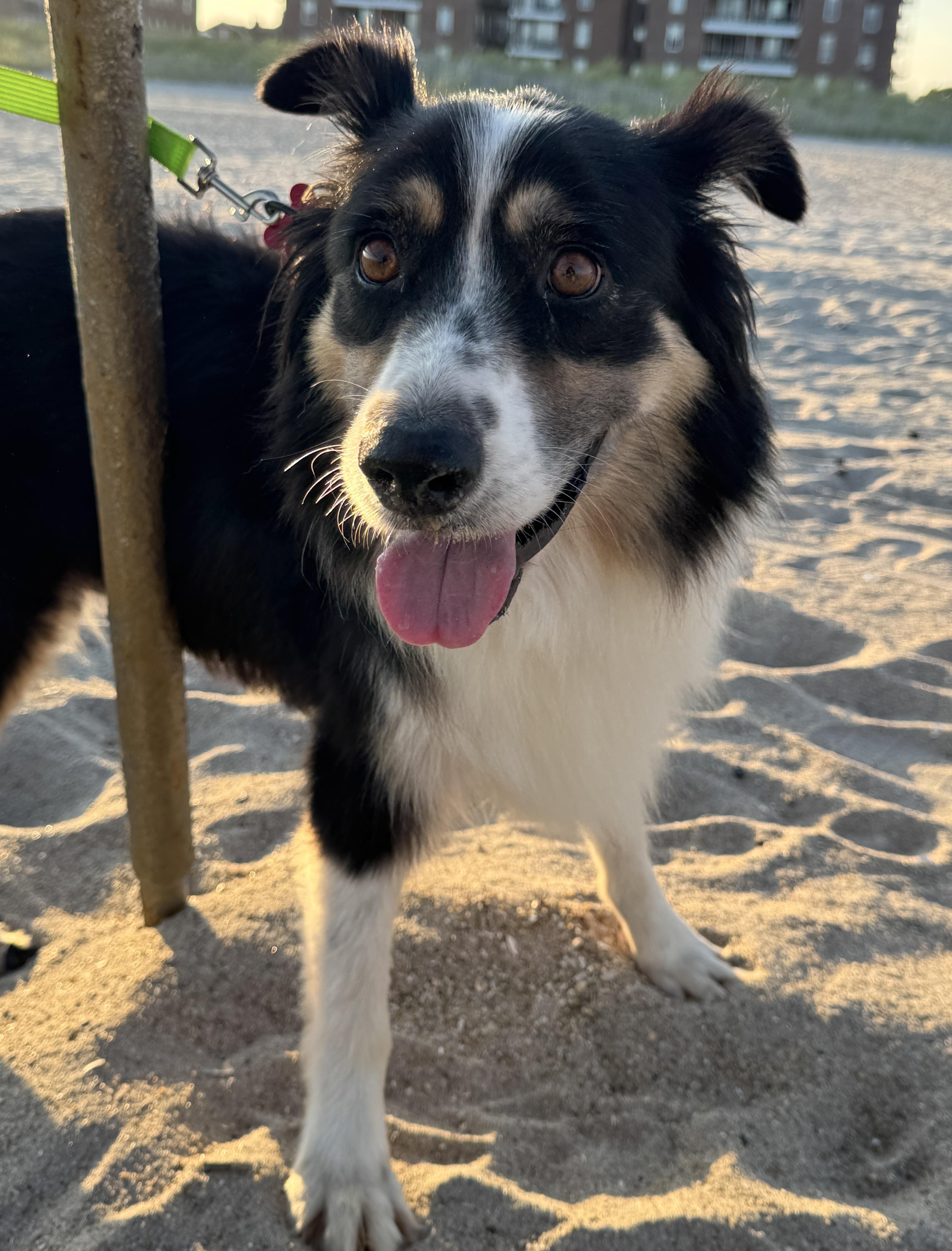 A young medium-sized female Tricolor (Brown, Black, & White) Australian Shepherd dog named Annie for adoption in Brooklyn, NY