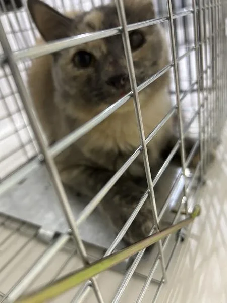 An adult small-sized female Domestic Medium Hair cat named Blinker for adoption in Virginia Beach, VA