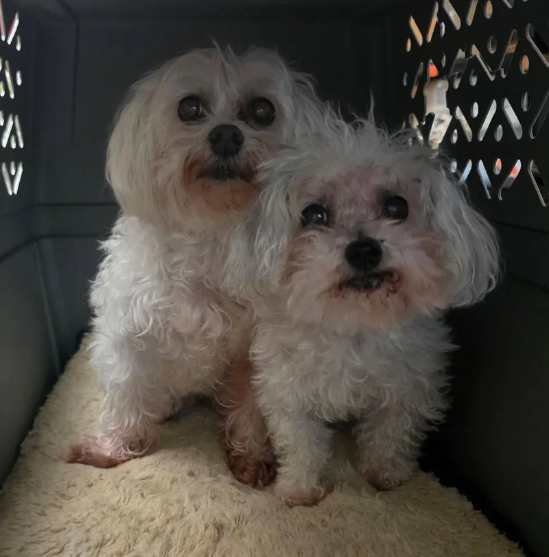 A senior small-sized female Maltese dog named Harlow & Gracie for adoption in Anchorage, AK