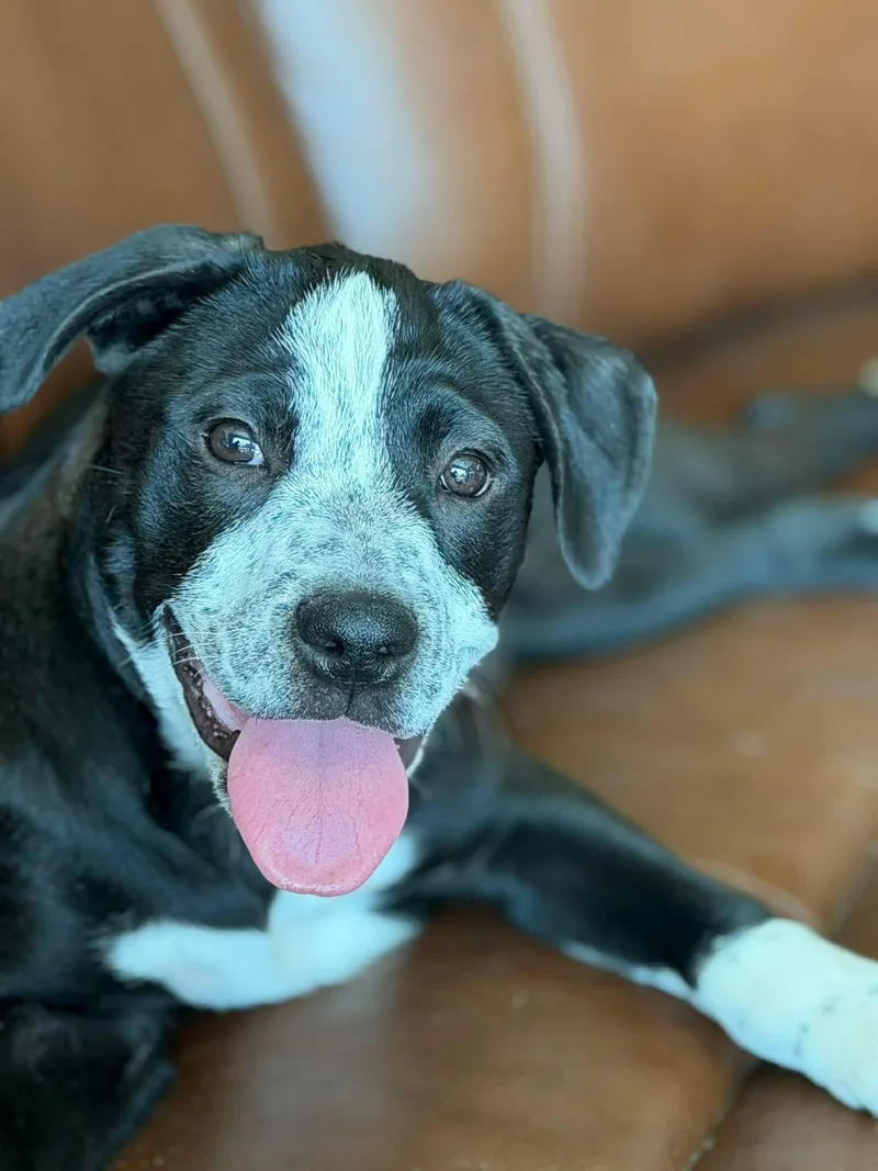 A baby medium-sized female Black Labrador Retriever dog named Angel for adoption in San Antonio, TX