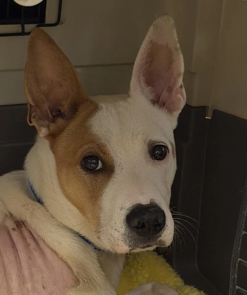 A young medium-sized male Pit Bull Terrier dog named Zeus for adoption in Vancouver, WA