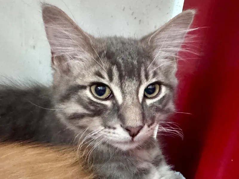 A baby small-sized male Domestic Long Hair cat named Willy for adoption in Powell, OH