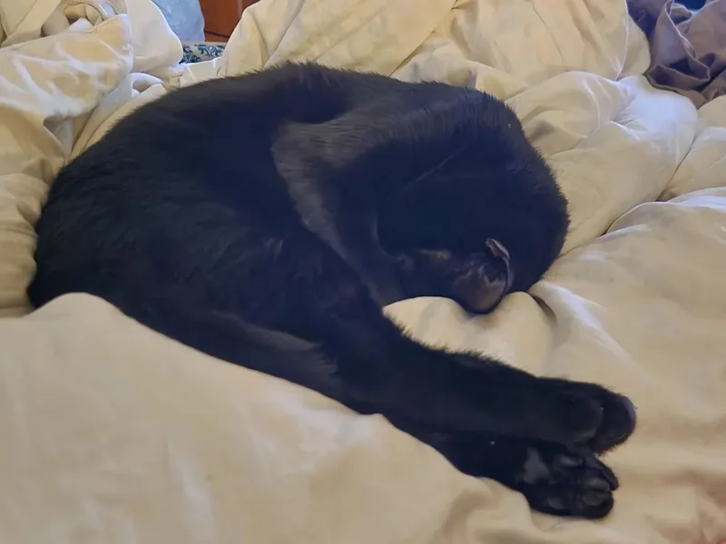 Willy With The Goatee thumbnail 4