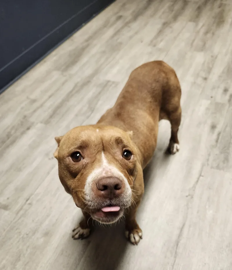 A young medium-sized female Red / Chestnut / Orange American Staffordshire Terrier dog named Hope for adoption in Mansfield, OH