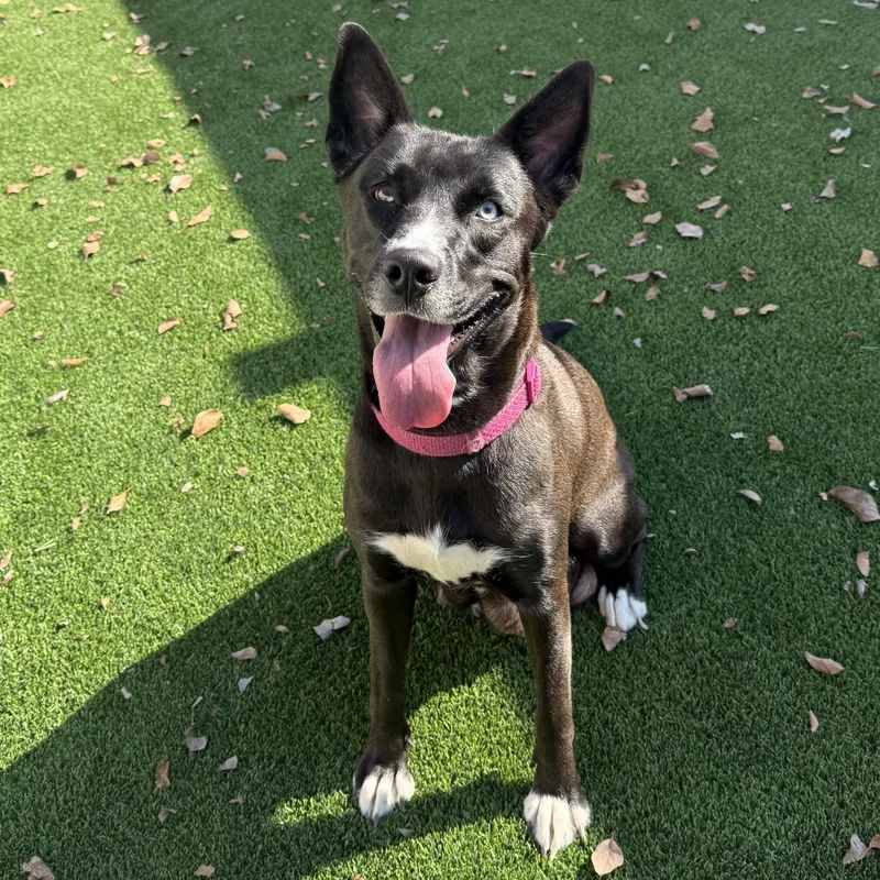 An adult medium-sized female Black Mixed Breed dog named Stoney for adoption in Detroit, MI