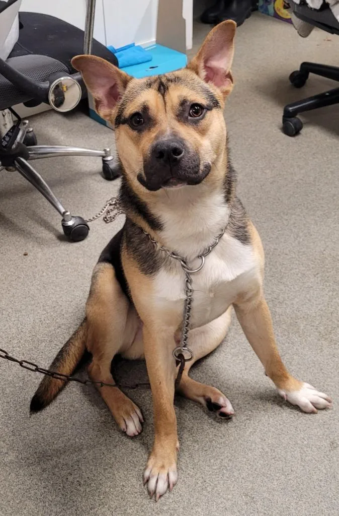 Magnus Mandarin thumbnail 2