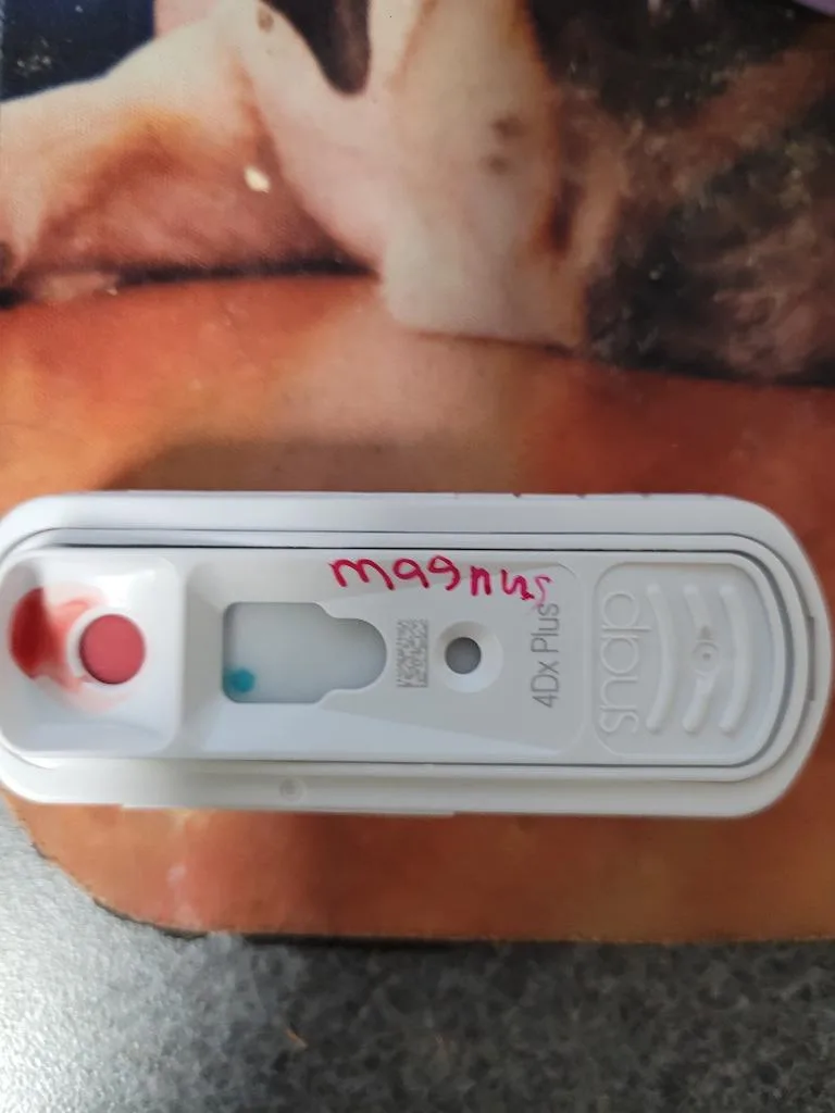 Magnus Mandarin thumbnail 3