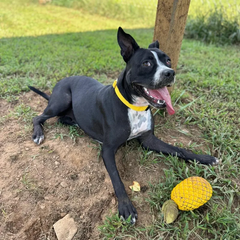 An adult medium-sized female Mixed Breed dog named Penny for adoption in Blairsville, GA