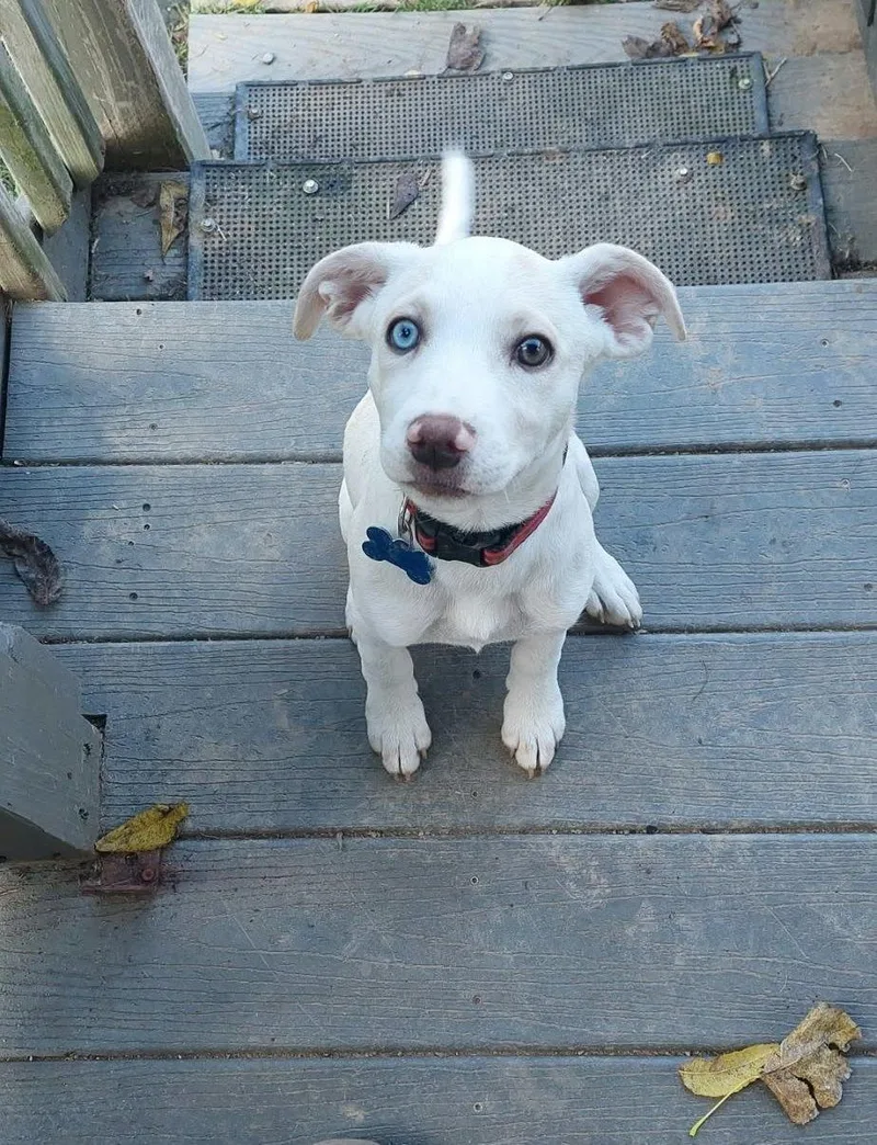 A baby medium-sized female Labrador Retriever dog named Luna for adoption in Conesus, NY