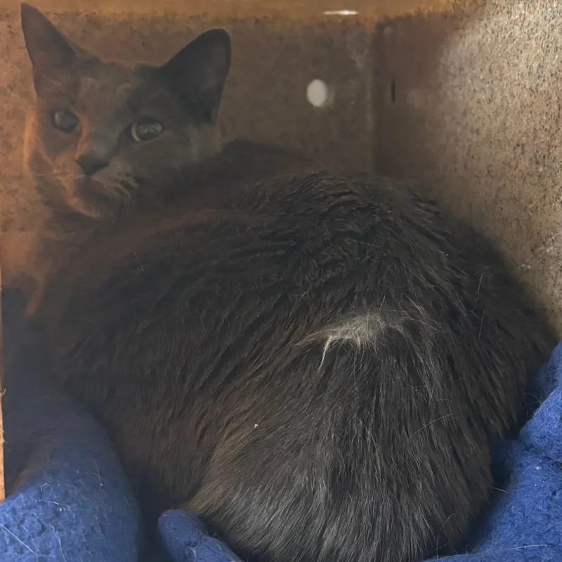 An adult large-sized female Gray / Blue / Silver Domestic Short Hair cat named Ferina for adoption in Philadelphia, PA