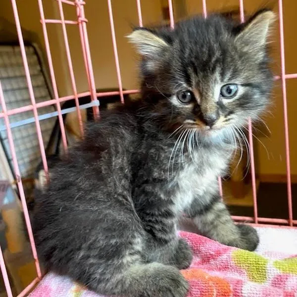 A baby small-sized male Brown / Chocolate Domestic Long Hair cat named Roots for adoption in Jefferson city, TN