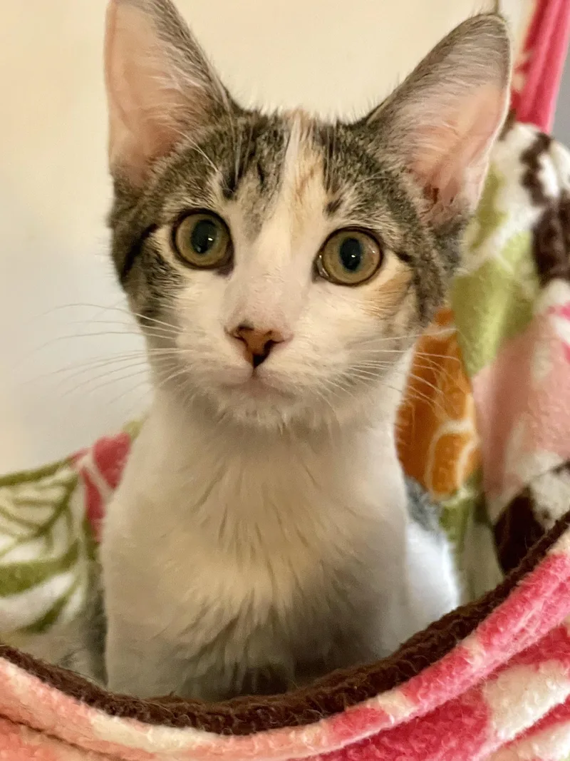 A baby medium-sized female Calico cat named Joslin for adoption in Lacon, IL