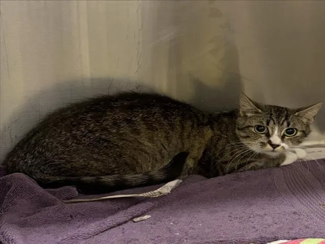 A young small-sized female Domestic Short Hair cat named Kanga for adoption in Derwood, MD